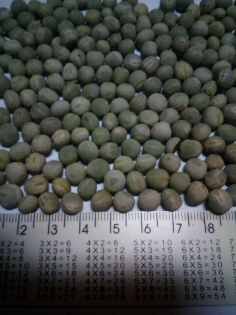 Punto de carga de guisantes secos: Bucarest - Rumania Pago: transferencia bancaria T / T También tenemos disponibles: frijoles blancos, frijoles rojos