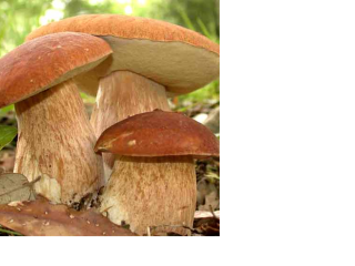 champiñones frescos como máximo dos días después de la