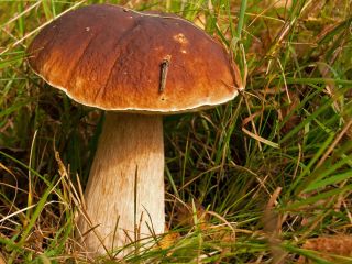 Compra Boletus White 20 PLN. Kg Podgrzybek Mały -