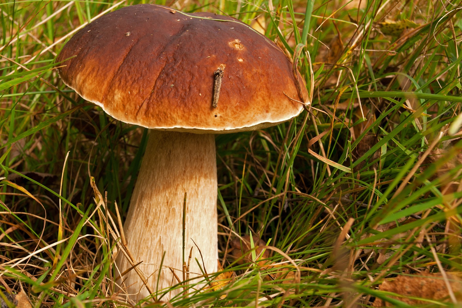 Compra Boletus White 20 PLN