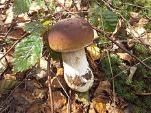 Tengo a la venta: Boletus blanco 28 PLN kg Pequeño Podgrzybek Pequeño PLN 8 kg Mezcla Podgrzybek (pequeño grande) PLN 5 kg
