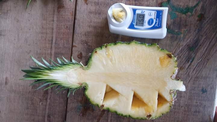 Tenemos disponible piña de Costa de Marfil en África occidental