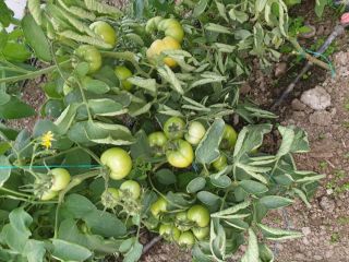 Compro tomates precocinados, sabrosos y saludables, su propia cultura