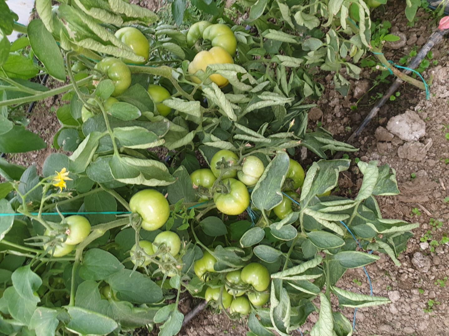 Compro tomates precocinados, sabrosos y saludables, su propia cultura en el condado de Giurgiu