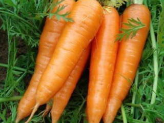 Xiamen China Fresh Red Carrot Detalles del producto Tipo: