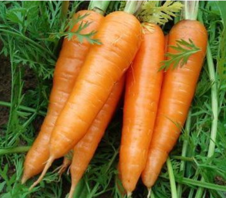 Xiamen China Fresh Red Carrot Detalles del producto Tipo: Zanahoria Tipo de producto: Vegetales umbelíferos Estilo: Variedad fresca: 316 Tipo de cultivo: Común