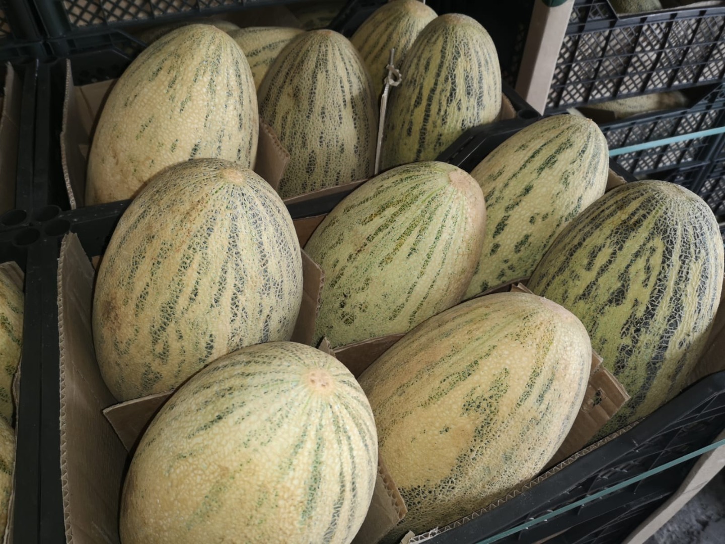 Hola, tengo a la venta Torpedo Melón