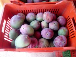 Hola, tenemos mangos de excelente calidad disponibles. Contáctenos para
