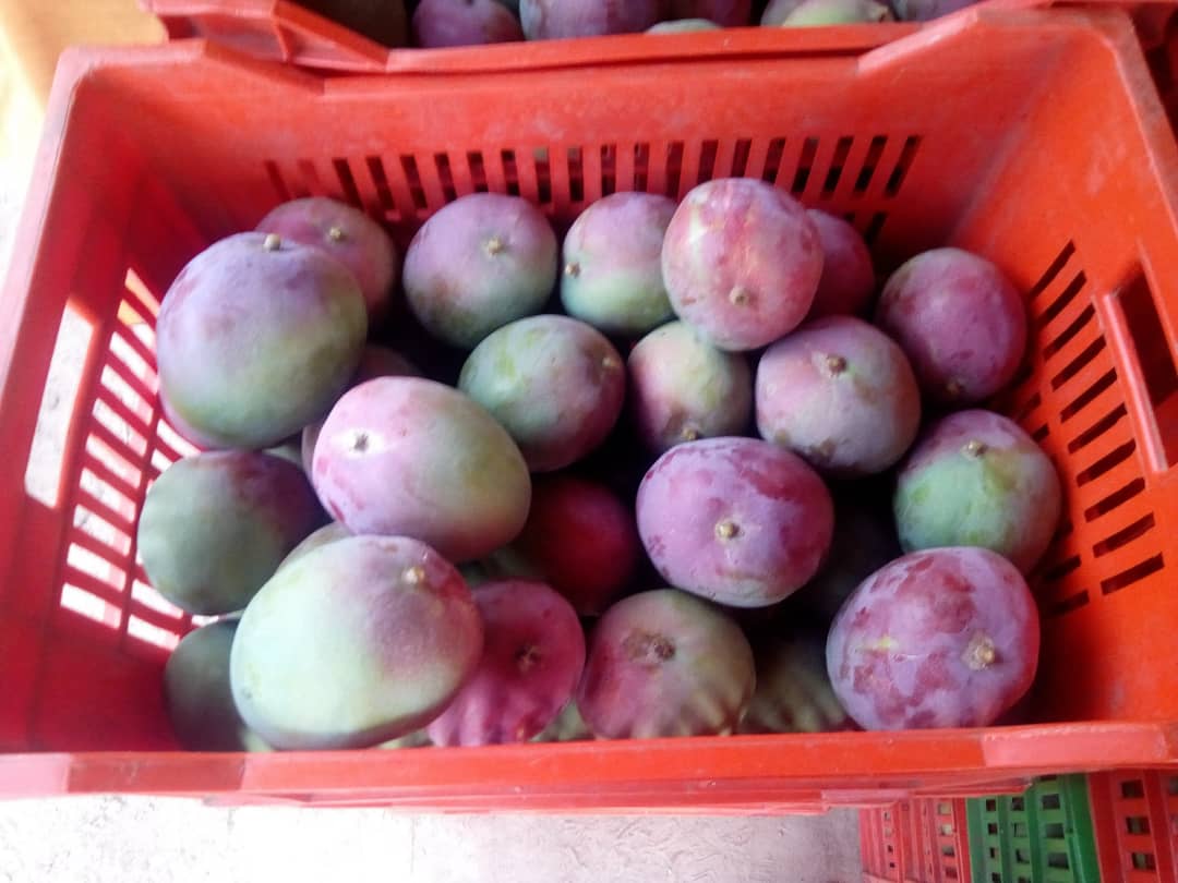 Hola, tenemos mangos de excelente calidad disponibles