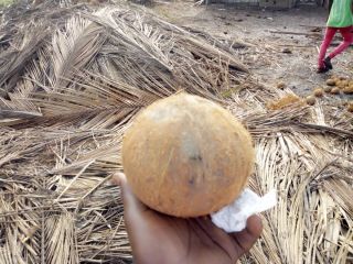 Hola, tomaremos sus requisitos para nuestras nueces de coco