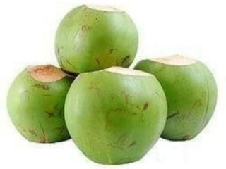 Coco entero joven y fresco de la UE disponible,
