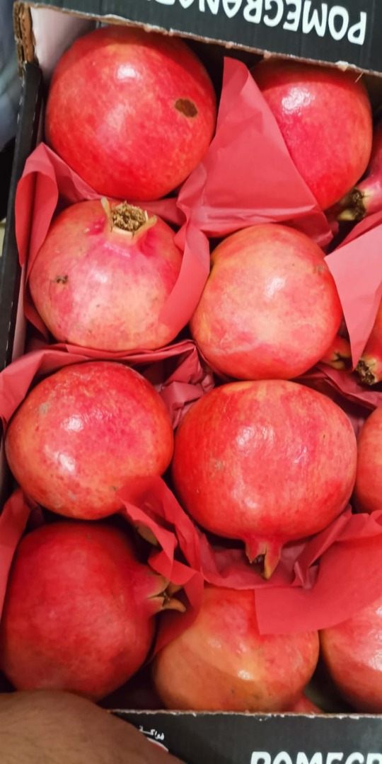 variedad: - Embalaje maravilloso: - caja de cartón de 5 kg bruto, 4,5 netos