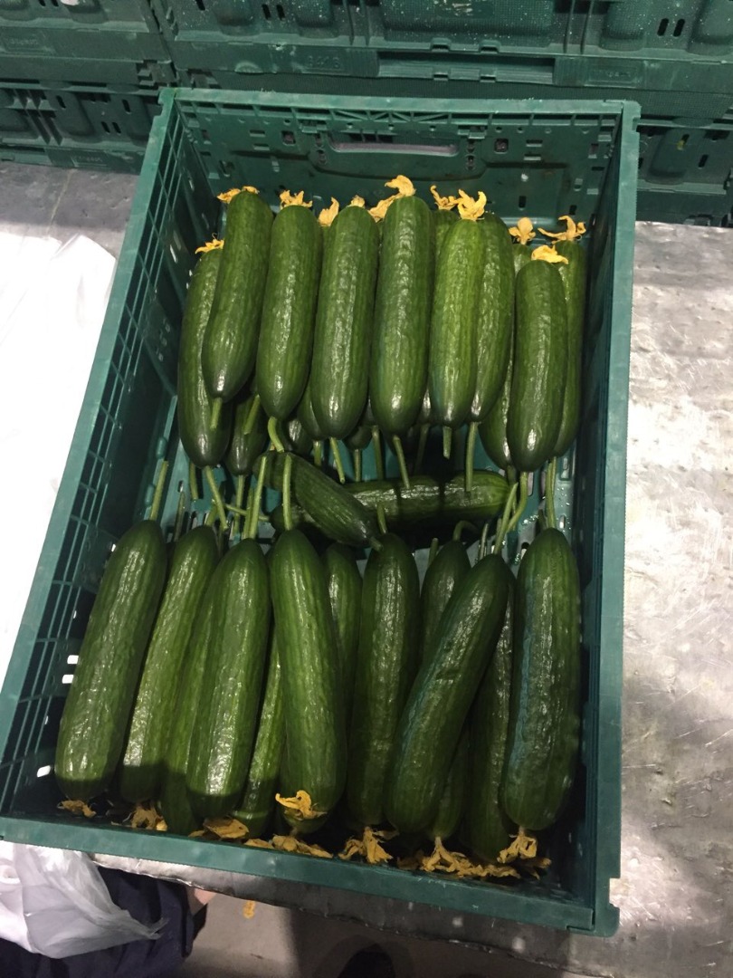 Somos representantes de la cosechadora ucraniana y ofrecemos nuevas plantaciones de pepino de invernadero en cajas de 6 kg