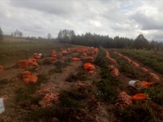 Vendo zanahorias de rasca. Buenas y dulces