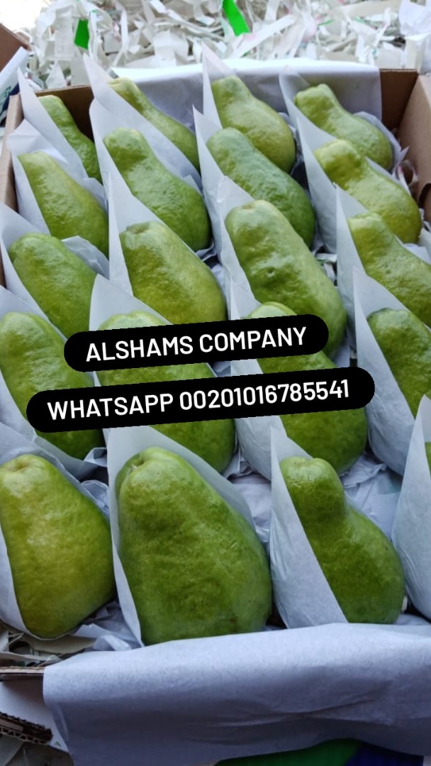 (Guayaba Fresca) - Origen: Egipto - Color: amarillo-verde - Envase: cartón 2 - 2,5 - 3 - 3,5 kg