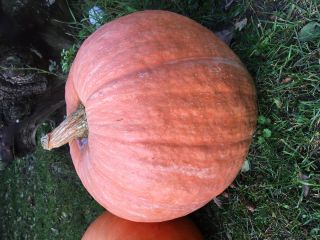 Venderé calabazas bambino, interesado, contácteme