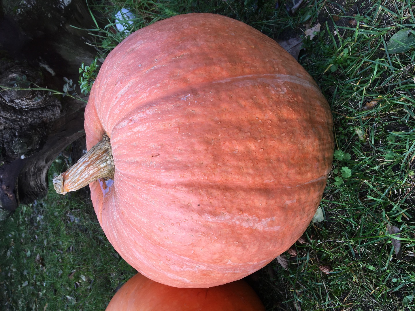 Venderé calabazas bambino, interesado, contácteme