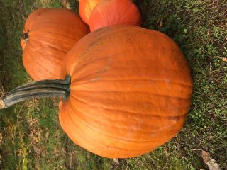 Venderé una calabaza de Halloween, contáctame si estás interesado.