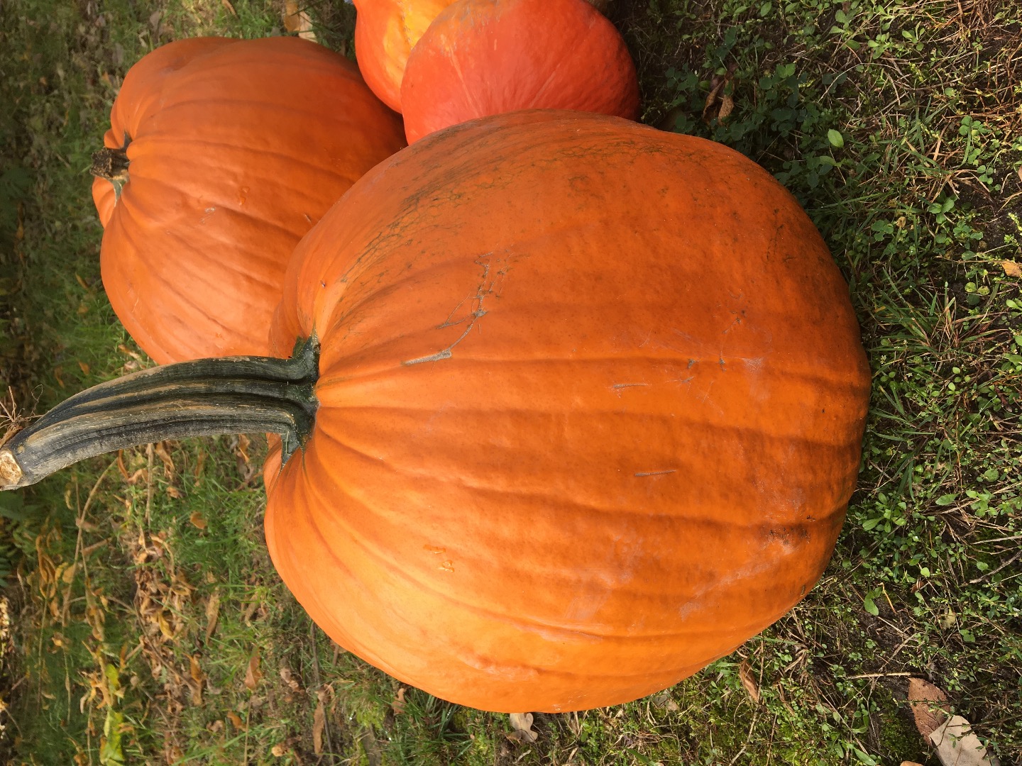 Venderé una calabaza de Halloween, contáctame si estás interesado