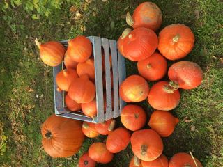 Venderé una calabaza de Hokkaido. La calabaza Hokkaido es