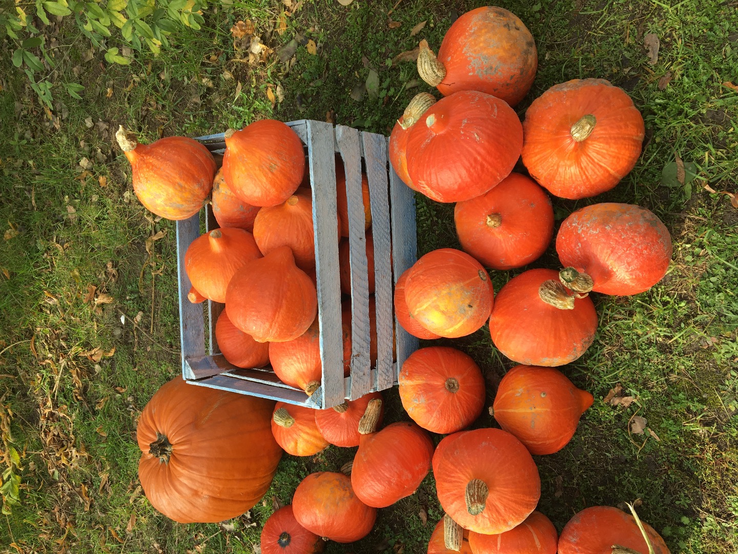 Venderé una calabaza de Hokkaido