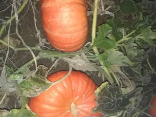 Venderé calabazas en grandes cantidades. Muscat, Hokkaido, Bambino y