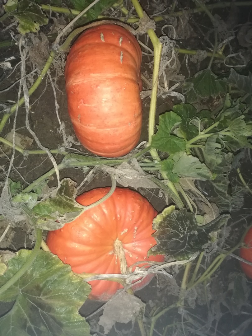 Venderé calabazas en grandes cantidades