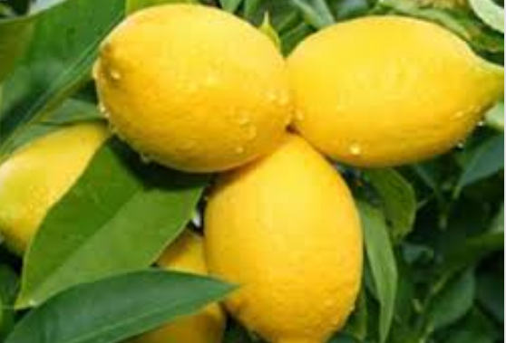 Fruto de la provincia de Chuzestan