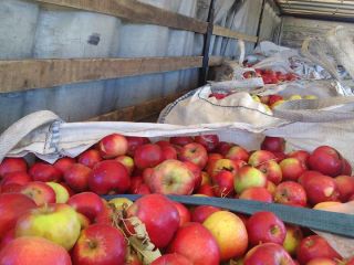 Ofrecemos manzanas de Macedonia. Para la industria y el