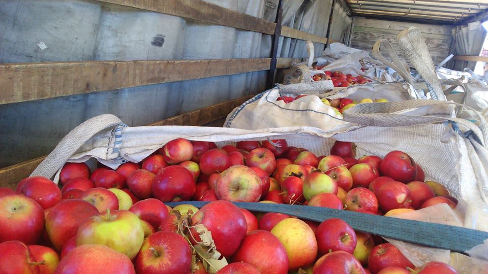 Ofrecemos manzanas de Macedonia