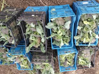 Brócoli de jardín producido en Moțăței