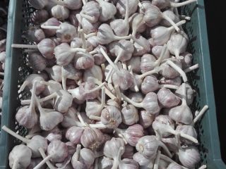 Venderé 4 toneladas de ajo, calibre Harnaś +45 a