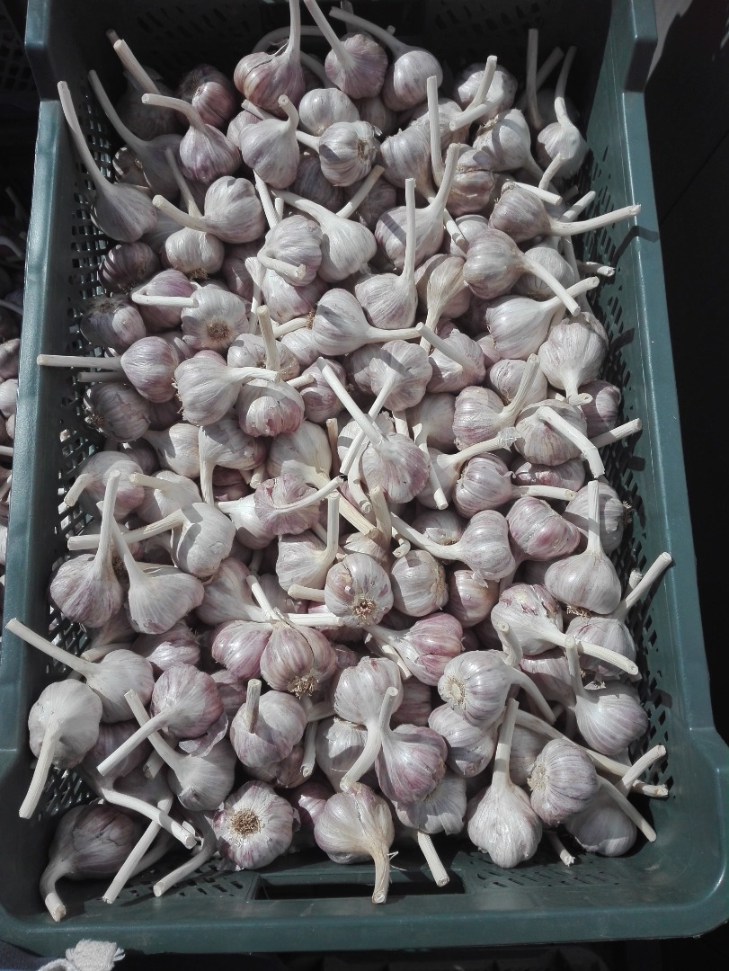 Venderé 4 toneladas de ajo, calibre Harnaś +45 a 50 de mi propia granja