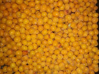 Ofrecemos bayas de espino amarillo congeladas de alta calidad.