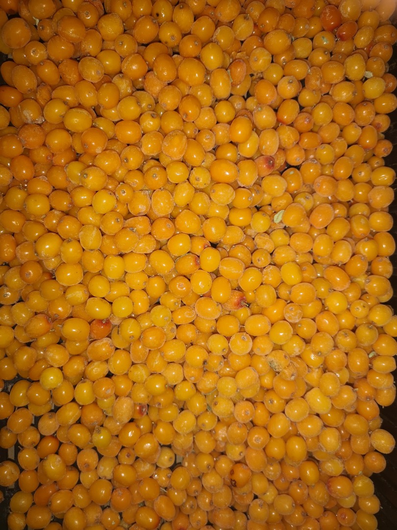 Ofrecemos bayas de espino amarillo congeladas de alta calidad