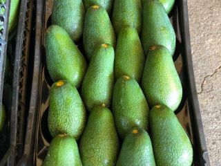 buenos avocasos de turquía