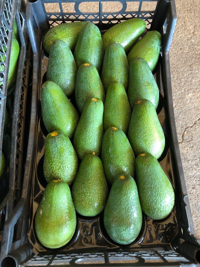 buenos avocasos de turquía