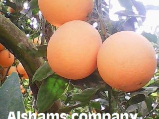 Naranja fresca: Naranja Navel: (noviembre a marzo) Tamaños: 44/48/56/64/72/80/88/100/105/113/125.