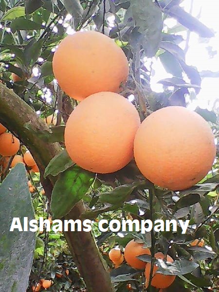 Naranja fresca: Naranja Navel: (noviembre a marzo) Tamaños: 44/48/56/64/72/80/88/100/105/113/125