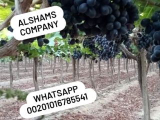 10- Uvas Frescas: - Origen: Egipto - Variedad: Uvas