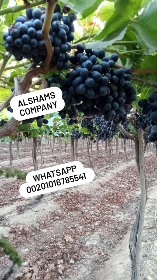 10- Uvas Frescas: - Origen: Egipto - Variedad: Uvas Frescas (superior, escarlata, bola roja)