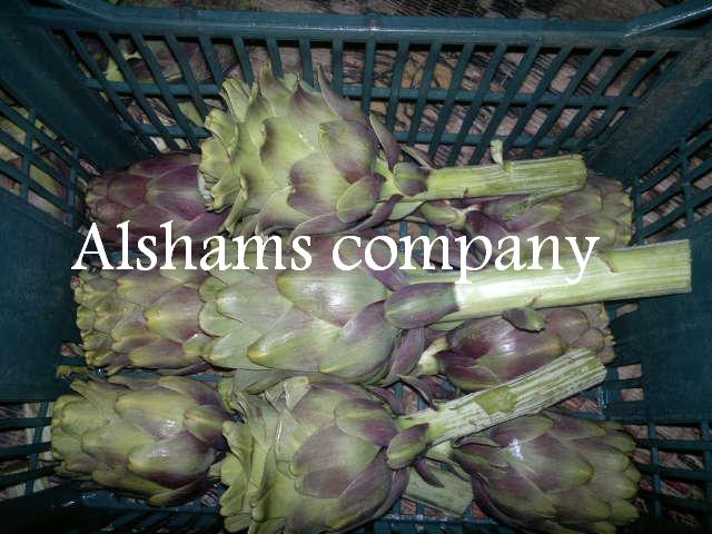 Alcachofa Fresca : - Alcachofa verde fresca - Variedades : Francesa y Baladi ( Doméstica ) - Tamaños : Baladi : 220 : 270 gm Francesa : 120 : 250 gm - Empaque