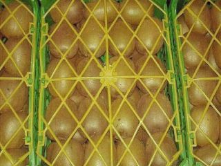 Kiwi fresco de alta calidad de Irán.