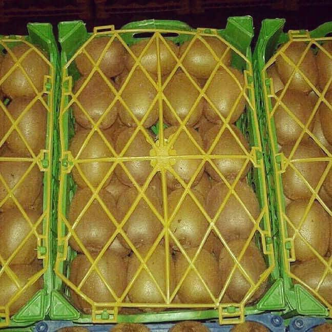 Kiwi fresco de alta calidad de Irán