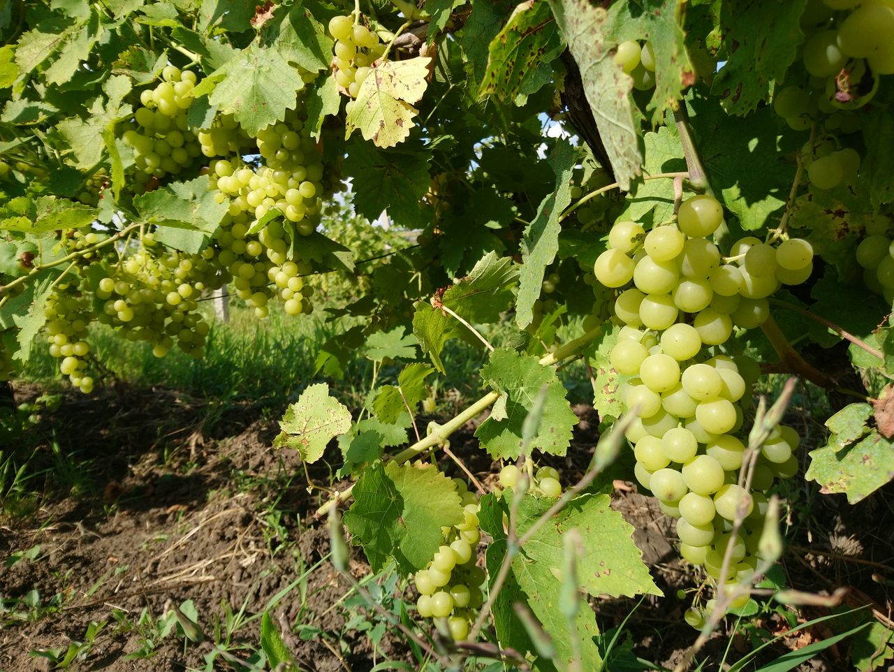 Quizás la mordida blanca es el mejor tipo de poema que va tanto al vino como a la mesa