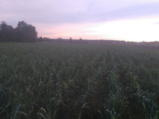 Venderé una temporada ecológica de Lincoln y Bulgina. Cantidades