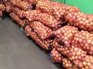 Venderé cebollas secas y bien cosechadas, calibre 5-7. Fotografía