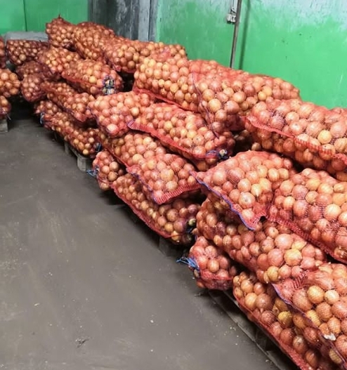 Venderé cebollas secas y bien cosechadas, calibre 5-7