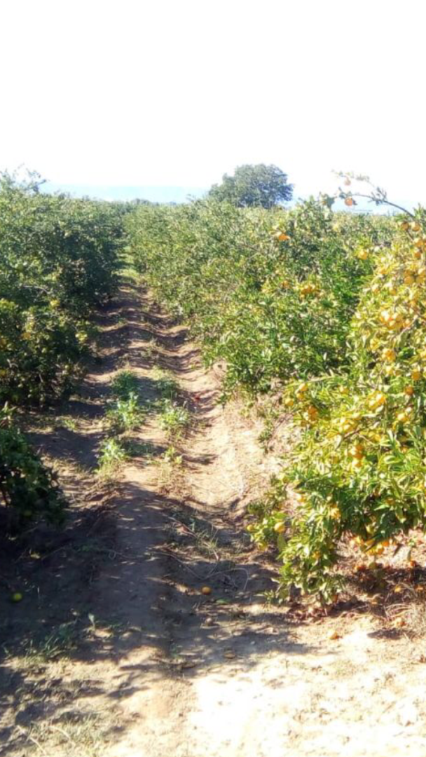 Mandarina española Valencia Mix clase 1 y 2 precio 3.40 PLN / kg