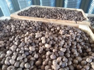 Nueces de cualquier variedad de calibre: Costiujeni, Cogălnicean, Cazacu.